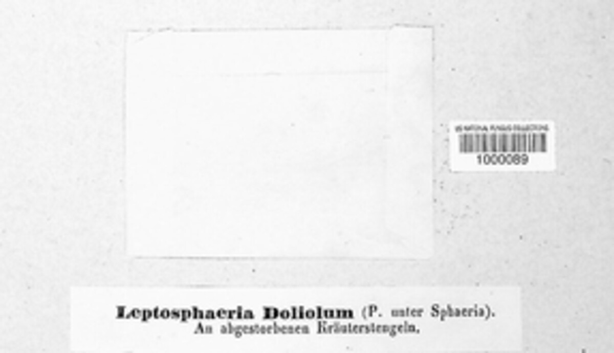 Leptosphaeria doliolum image